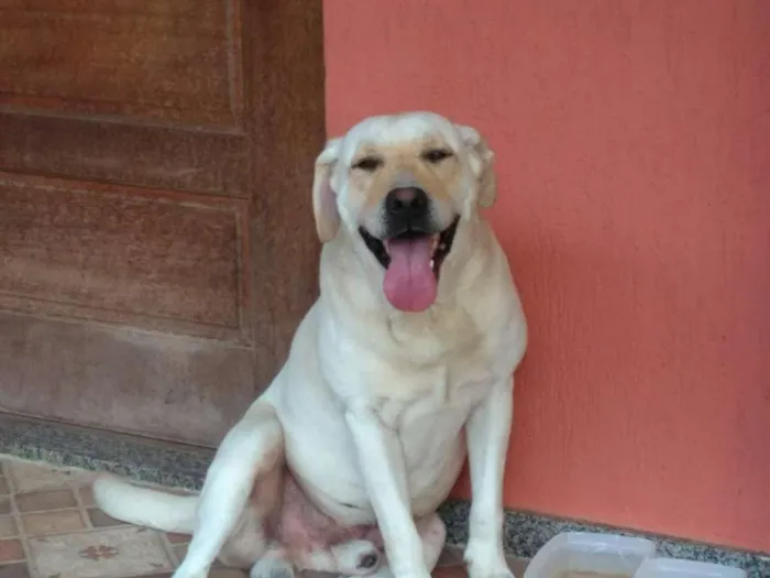 Cachorro ra a LABRADOR idade 3 anos nome BRANCO