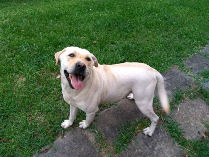 Cachorro ra a LABRADOR idade 3 anos nome BRANCO