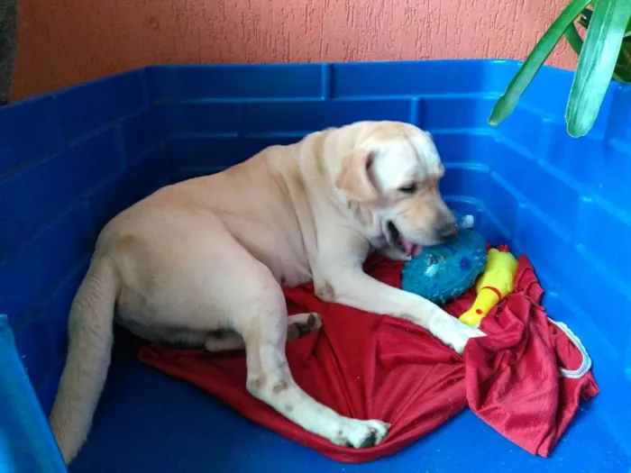 Cachorro ra a LABRADOR idade 3 anos nome BRANCO