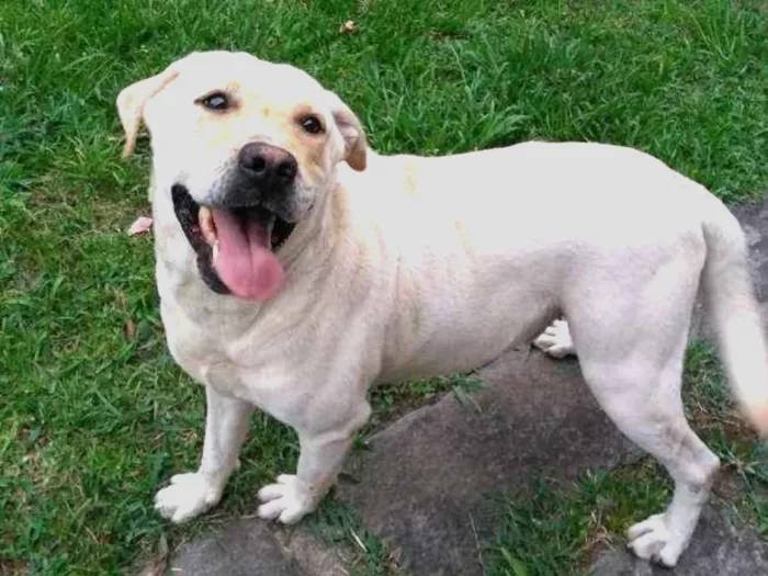 Cachorro ra a LABRADOR idade 3 anos nome BRANCO