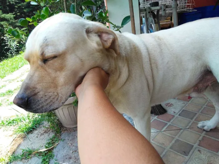 Cachorro ra a LABRADOR idade 3 anos nome BRANCO