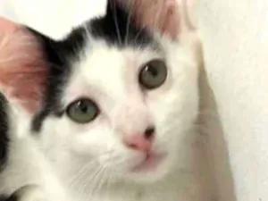 Gato raça Srd idade 2 a 6 meses nome Sem nomes