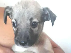 Cachorro raça Srd idade 2 a 6 meses nome Sem nome