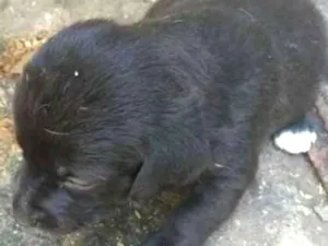 Cachorro raça Srd idade Abaixo de 2 meses nome Sem nome