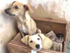Cachorro raça Não definida idade 2 a 6 meses nome Tulipa e Violeta