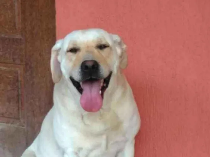 Cachorro ra a LABRADOR idade 3 anos nome BRANCO