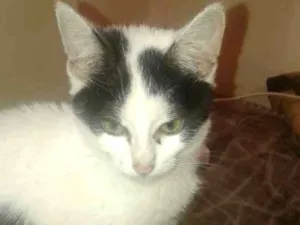 Gato raça srd idade 2 a 6 meses nome lula