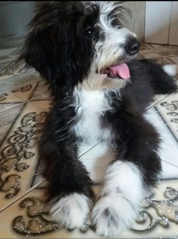 Cachorro raça Podier idade 2 anos nome Pandora