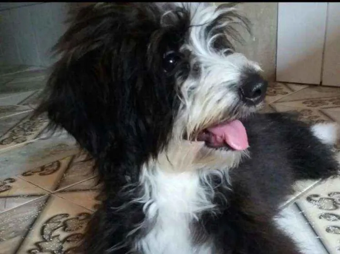 Cachorro raça Podier idade 2 anos nome Pandora
