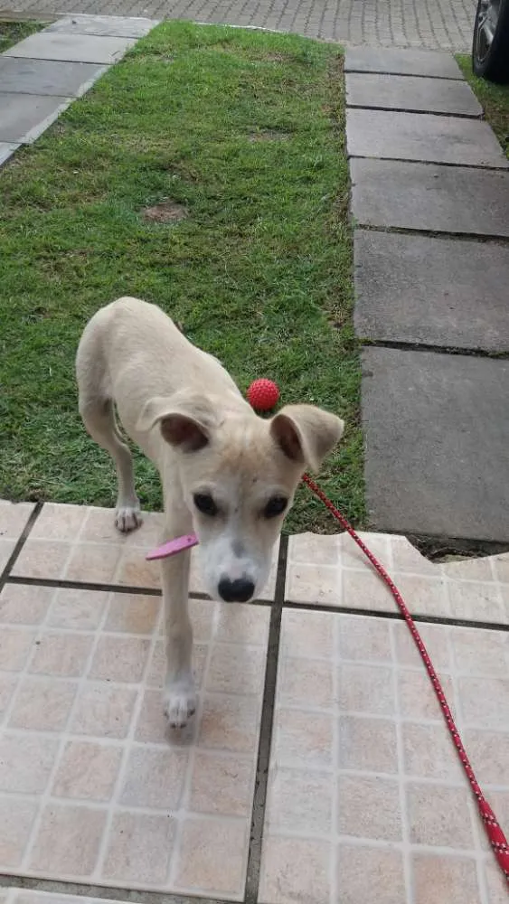 Cachorro ra a Vira lata idade 2 a 6 meses nome MEL
