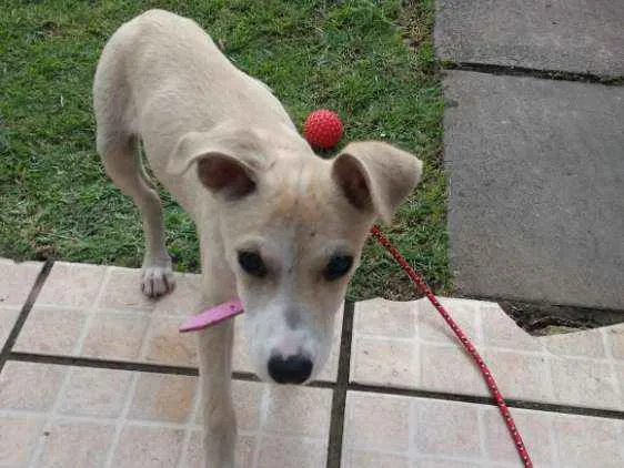 Cachorro ra a Vira lata idade 2 a 6 meses nome MEL