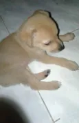 AMETISTA