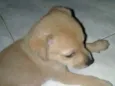 AMETISTA
