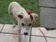 MEL