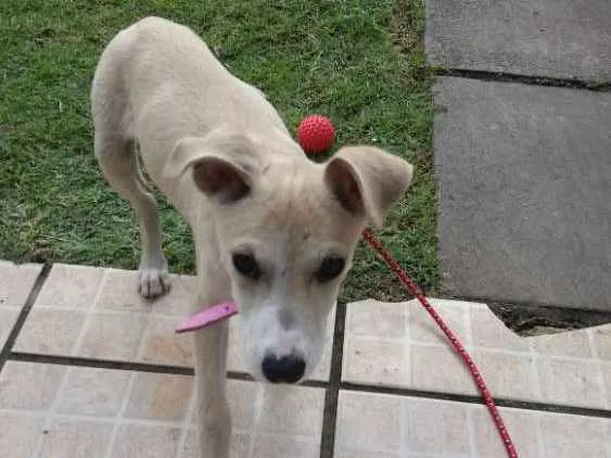 Cachorro ra a Vira lata idade 2 a 6 meses nome MEL