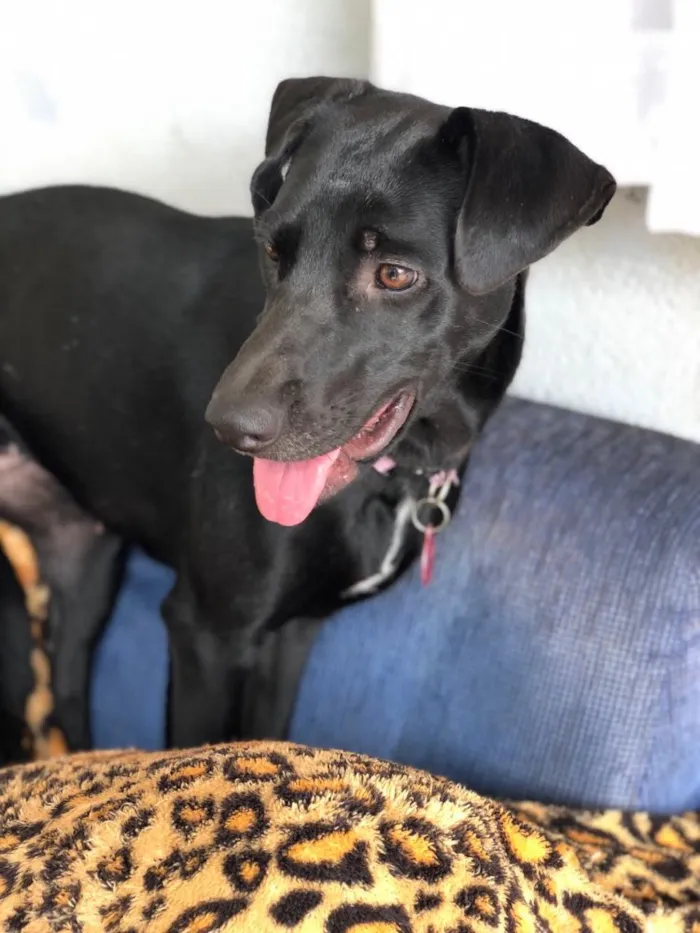 Cachorro ra a SRD idade 1 ano nome Belinha