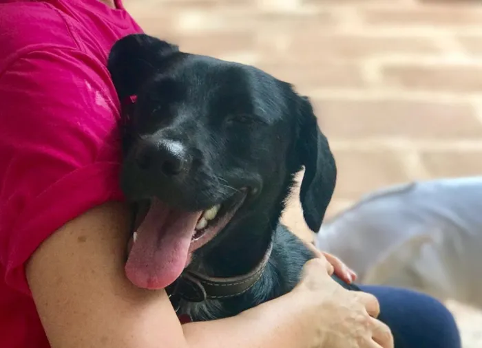 Cachorro ra a SRD idade 1 ano nome Belinha
