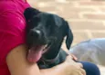 Belinha