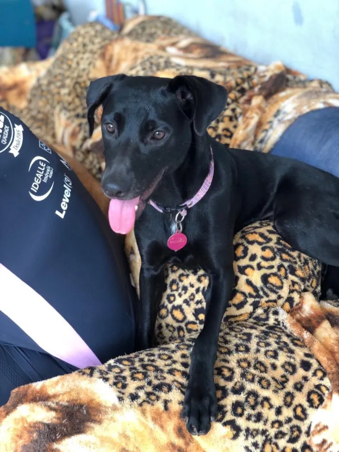 Cachorro ra a SRD idade 1 ano nome Belinha
