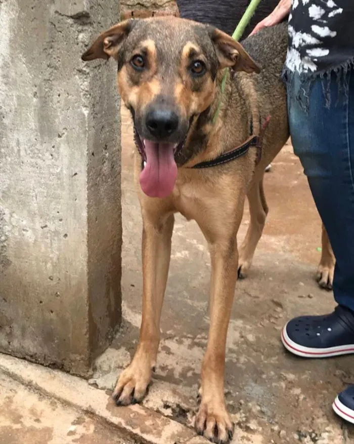 Cachorro ra a SRD idade 2 anos nome Simba