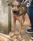 Simba