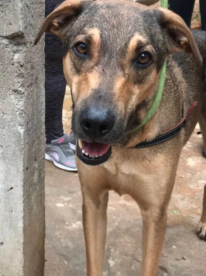 Cachorro ra a SRD idade 2 anos nome Simba