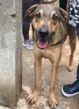 Simba