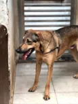 Simba