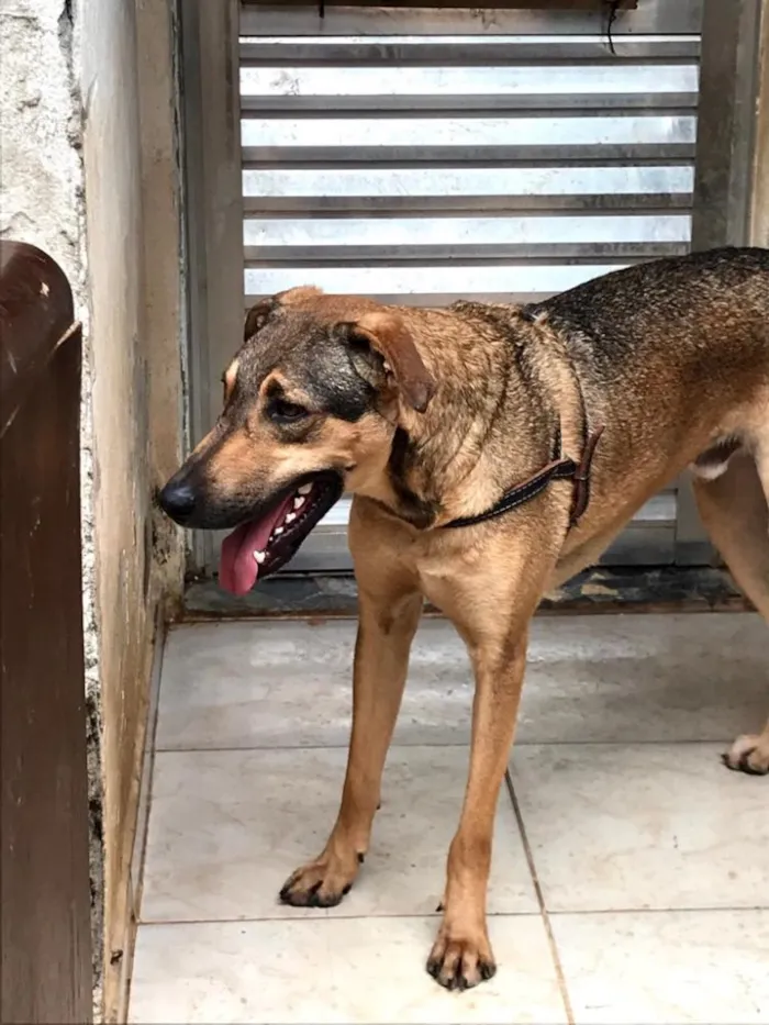 Cachorro ra a SRD idade 2 anos nome Simba