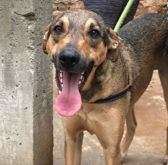 Cachorro ra a SRD idade 2 anos nome Simba