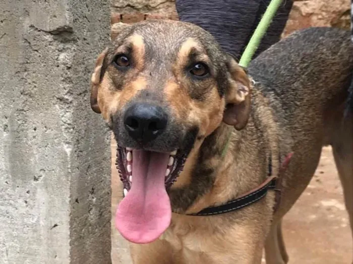 Cachorro ra a SRD idade 2 anos nome Simba