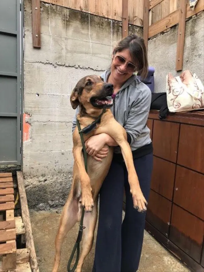 Cachorro ra a SRD idade 2 anos nome Simba