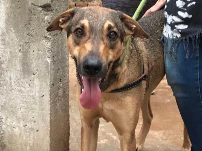 Cachorro ra a SRD idade 2 anos nome Simba