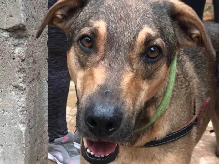 Cachorro ra a SRD idade 2 anos nome Simba