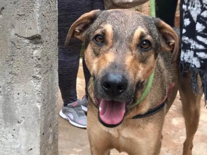 Cachorro ra a SRD idade 2 anos nome Simba