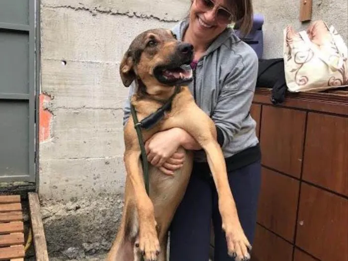 Cachorro ra a SRD idade 2 anos nome Simba