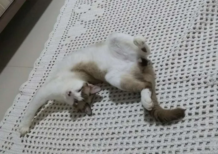 Gato raça - idade 1 ano nome Tião 