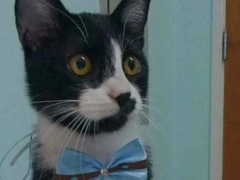 Gato ra a SRD idade 2 a 6 meses nome Rick