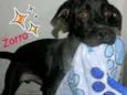 ZORRO