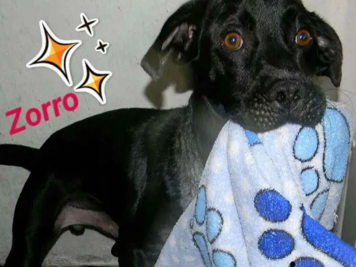 Cachorro ra a SRD idade 2 anos nome ZORRO