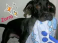 ZORRO