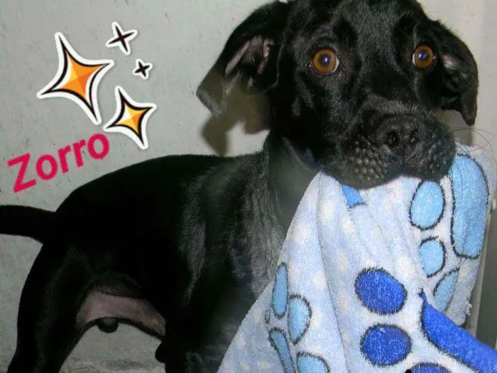 Cachorro ra a SRD idade 2 anos nome ZORRO