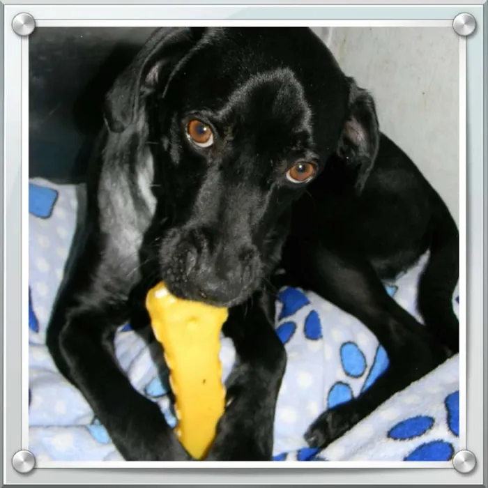 Cachorro ra a SRD idade 2 anos nome ZORRO