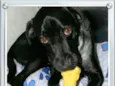 ZORRO