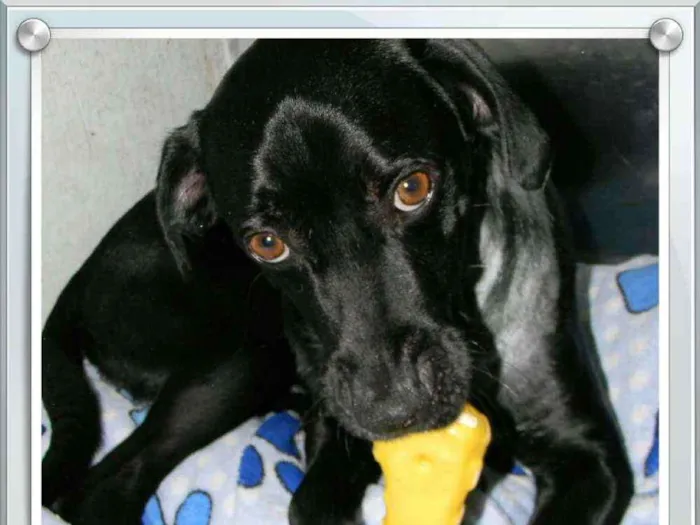 Cachorro ra a SRD idade 2 anos nome ZORRO