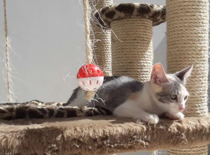 Gato ra a Srd idade 2 a 6 meses nome Hope