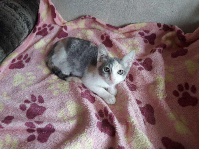 Gato ra a Srd idade 2 a 6 meses nome Hope