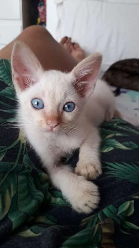 Gato ra a SRD idade 2 a 6 meses nome Ajay