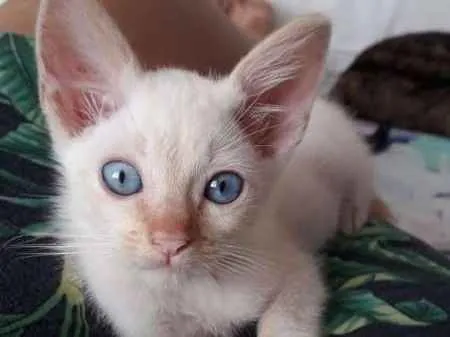 Gato ra a SRD idade 2 a 6 meses nome Ajay