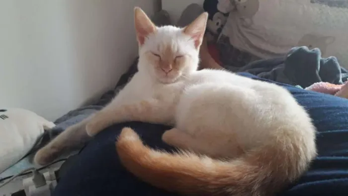 Gato ra a SRD idade 2 a 6 meses nome Ajay